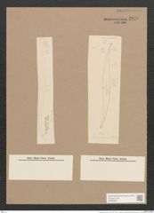 Pleurosigma clevei Grun. (de-Toni-Nr.: Genus 13, Species 1012) Zeichnungen Sammlung Grunow Nr. 2070 (NHMW-BOT-W0368932)